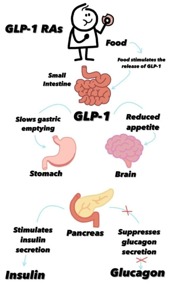 GLP-1 Signaling in the Body