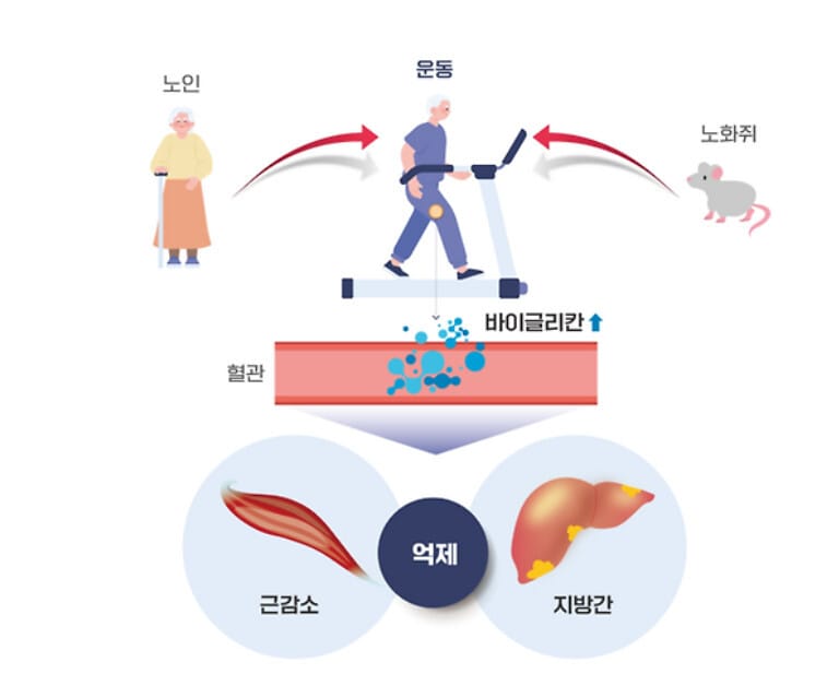 운동을 통해 분비된 근육 호르몬 ‘바이글리칸’의 근육과 간 손상 개선효과 모식도